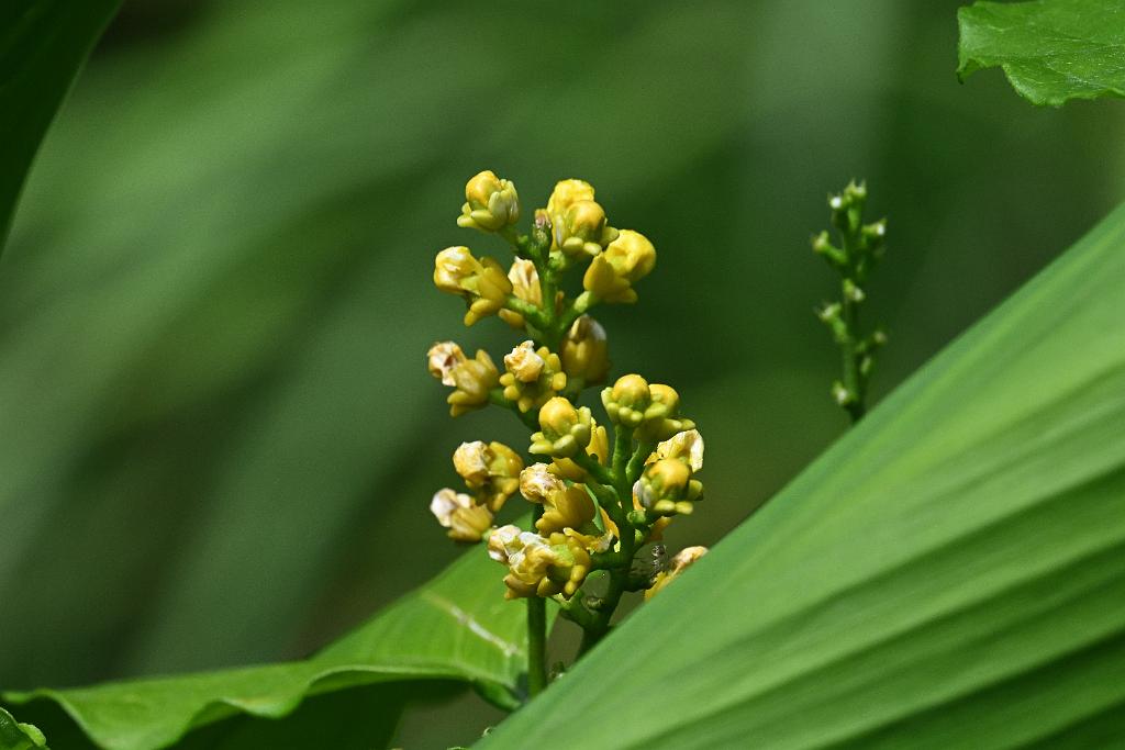 2025-08150134 Tower Hill Botanic Garden, MA.JPG - Peanut Butter Fruit (Bunchosia argentea). New England Botanic Garden at Tower Hill, MA, 8-15-2025